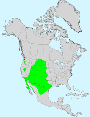 North America species range map for Broom Snakeweed, Gutierrezia sarothrae: Click image for full size map.
